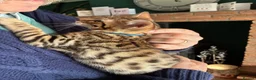 Savannah cats for sale: Male Savannah kitten  - Advert 2