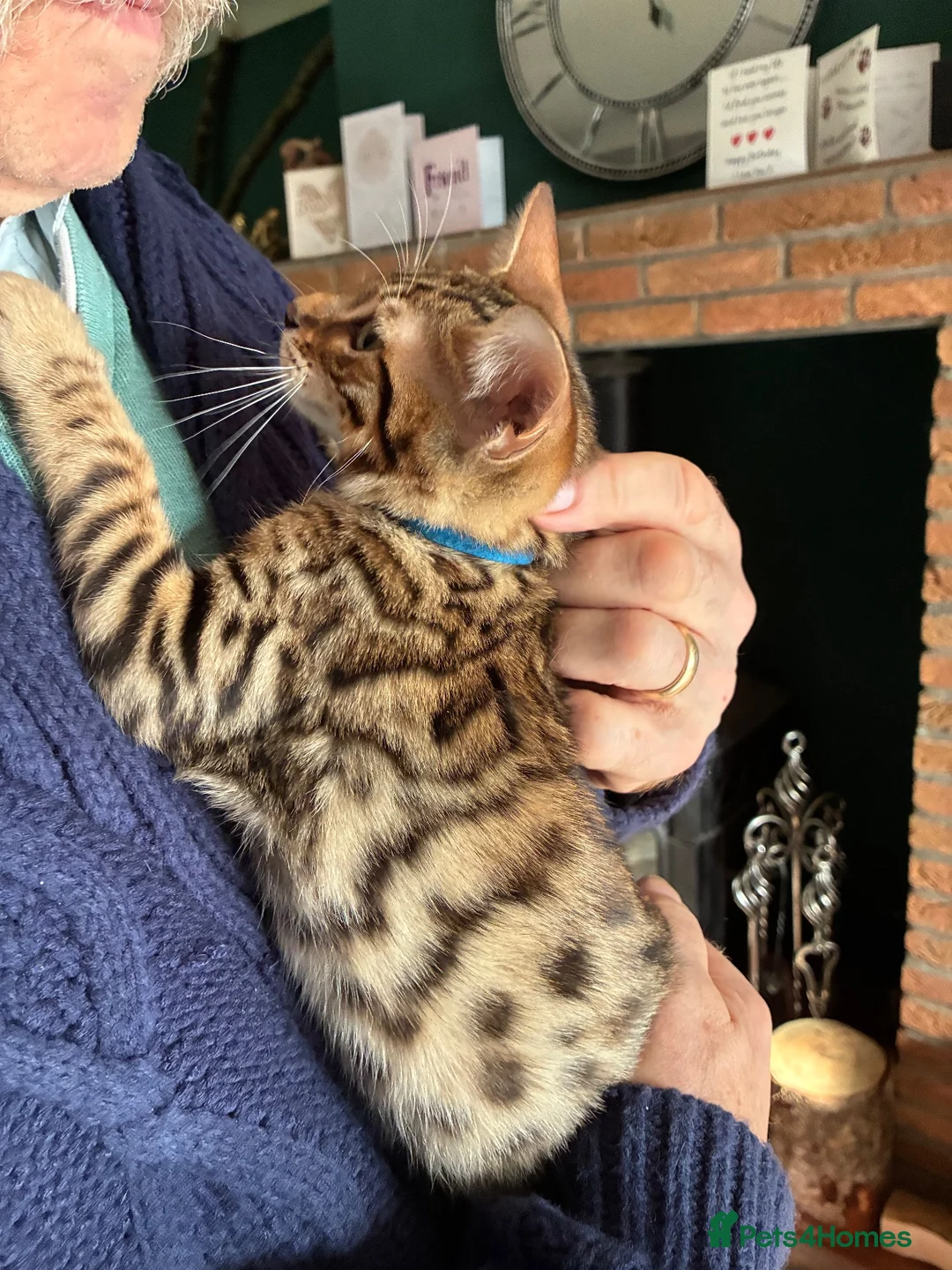 Savannah cats for sale: Male Savannah kitten  - Advert 2
