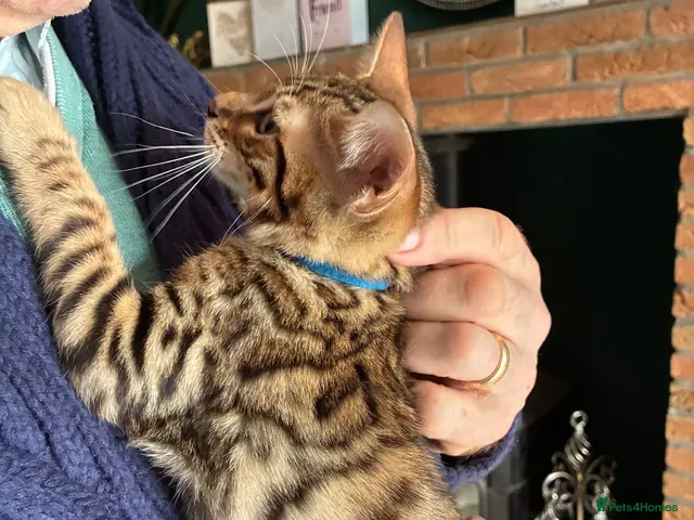 Savannah cats for sale: Male Savannah kitten - Advert 2