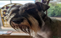 Miniature Schnauzer dogs for sale: Beautiful Pepper+Salt Boys - Image 22