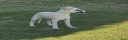 Whippet dogs for sale: Beautiful KC Whippet boy Puppy  - Advert 20