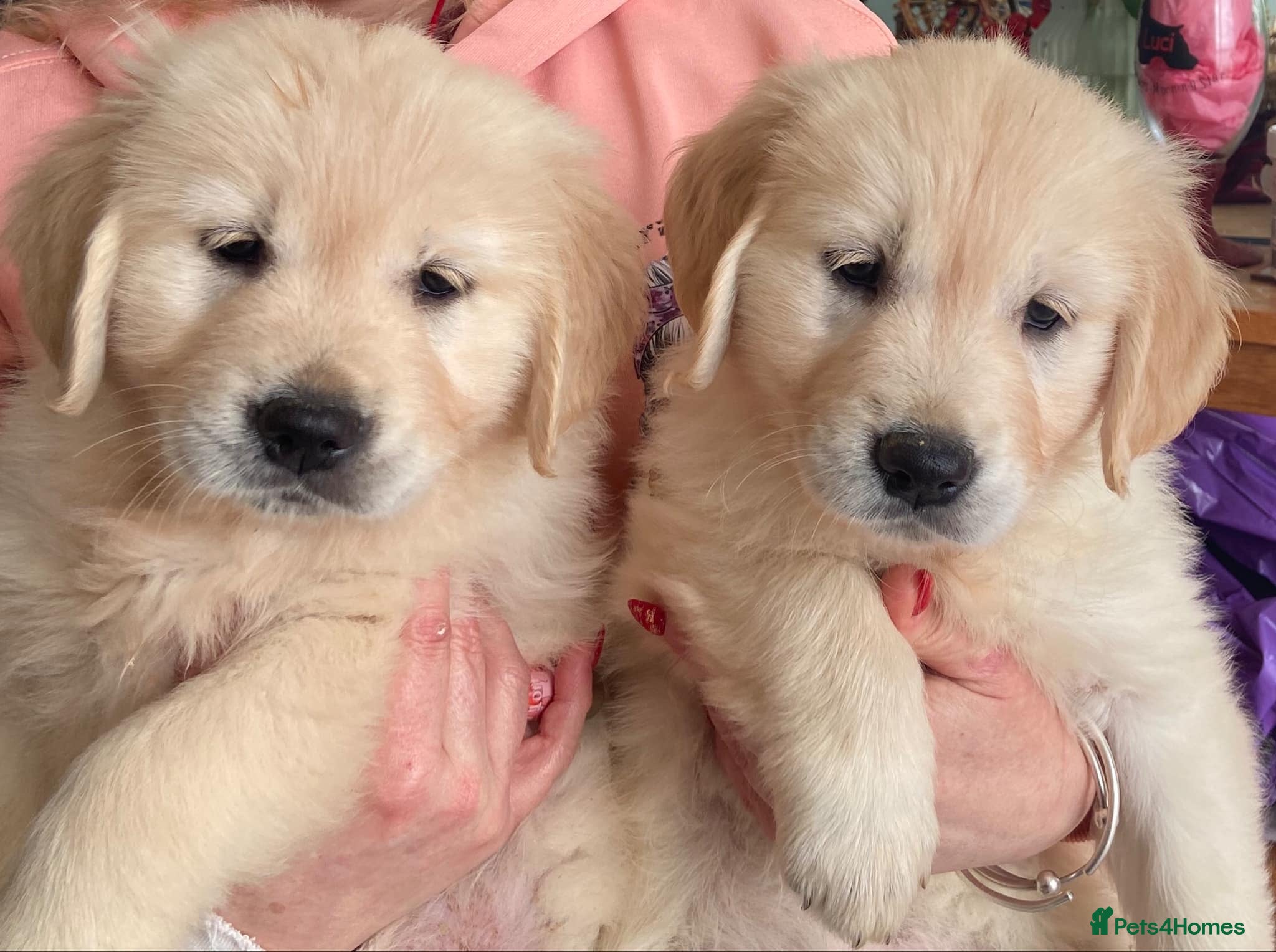 Golden Retriever dogs RKC reg Golden Retriever puppies - Advert 1