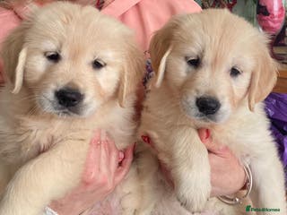 Golden Retriever dogs RKC reg Golden Retriever puppies - Advert 6