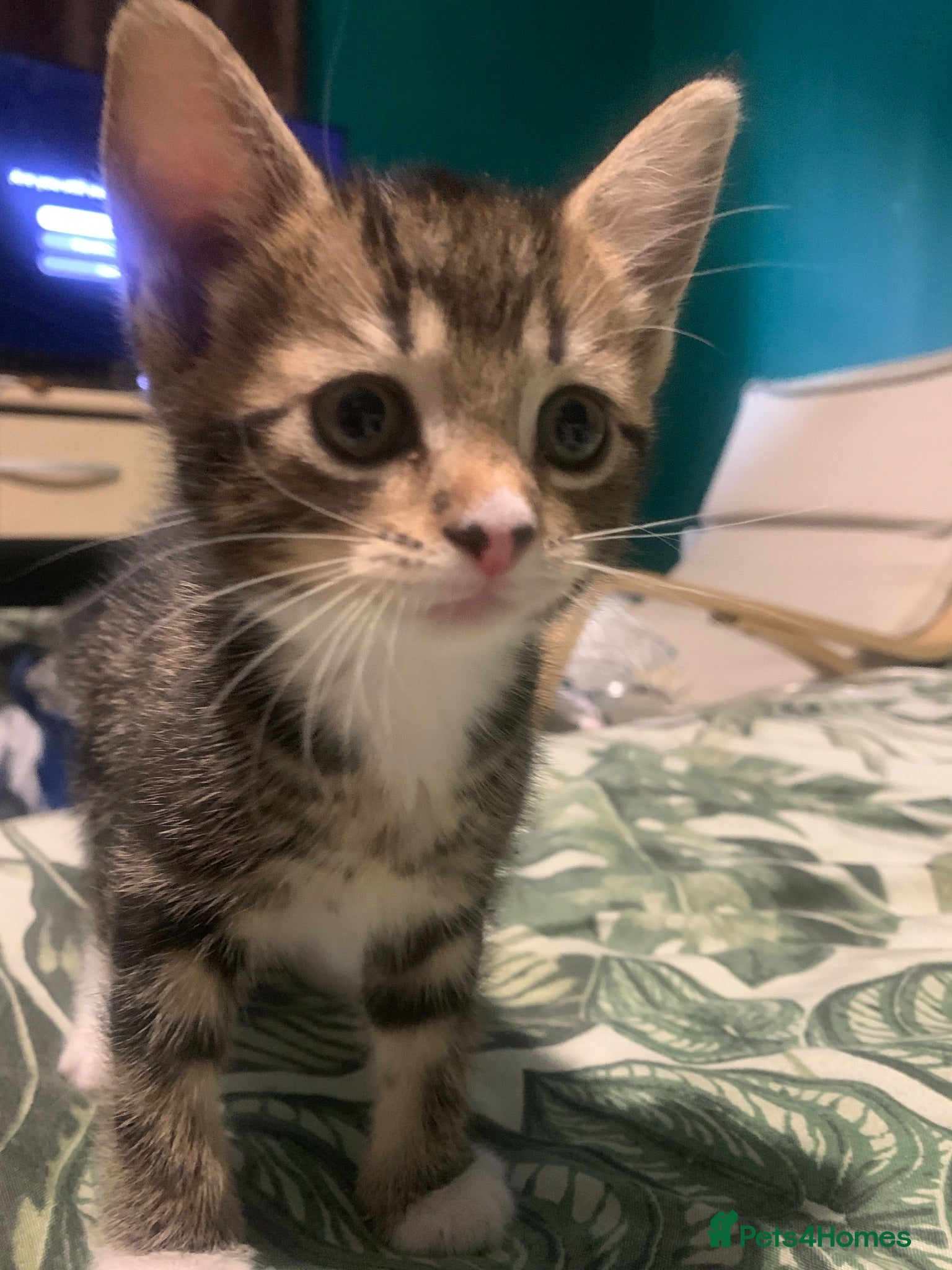 Mixed Breed cats American short hair Tabby x Bengal Mix Kittens - Advert 12