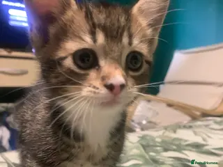 Mixed Breed cats American short hair Tabby x Bengal Mix Kittens - Advert 12