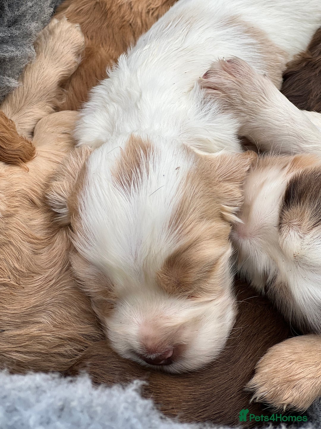 Cocker Spaniel dogs for sale: 🐾Gorgeous Cocker Spaniel Puppies 🐶🐾 - Image 5