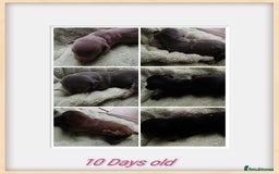 Dachshund dogs for sale: Miniature dachshunds  - Image 7