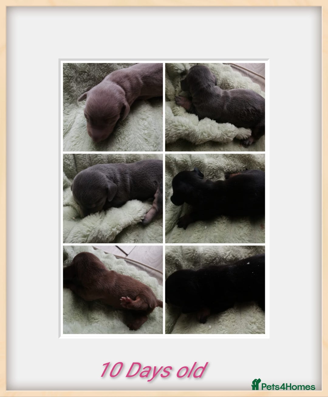 Dachshund dogs for sale: Miniature dachshunds  - Image 7