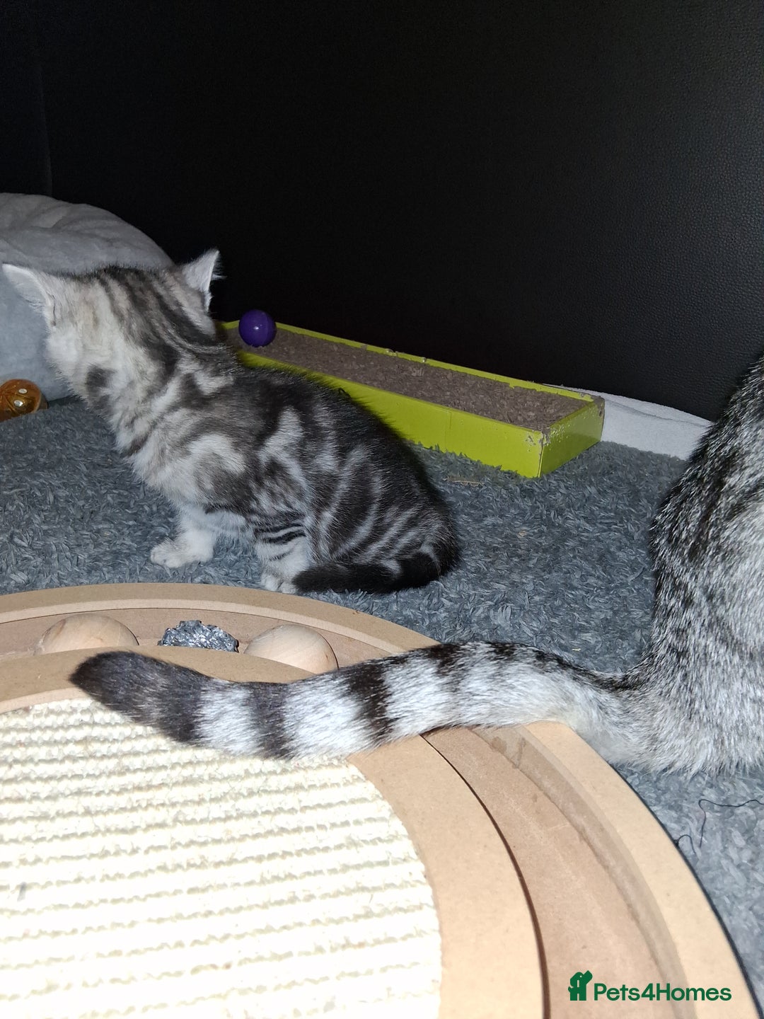 Bengal cats for sale: 1 Bengal boy  1 brown tabby boy - Advert 5