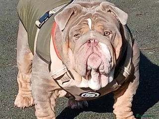 English Bulldog dogs Banksy - Advert 22