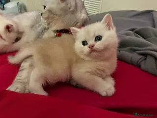 British Shorthair cats Stunning Gold/Silver Tipped BSH Kittens - Advert 2