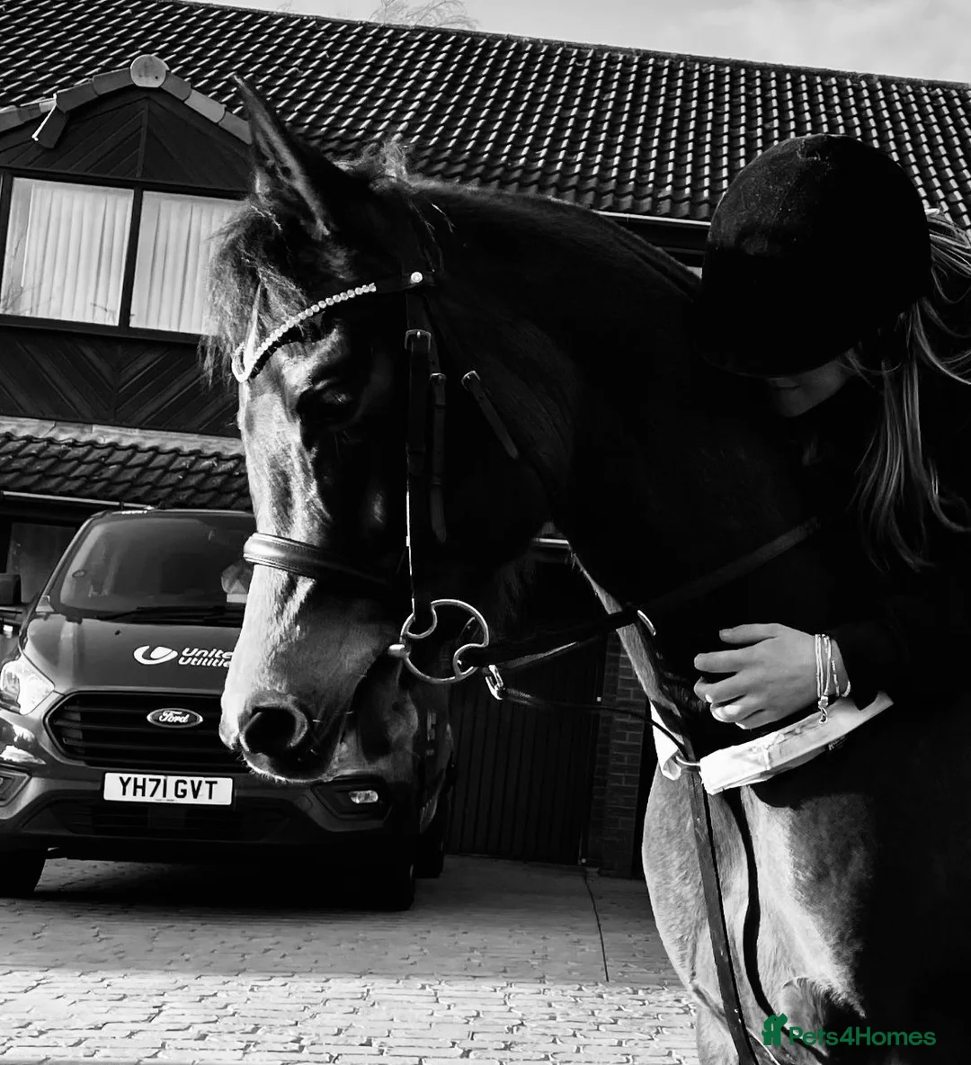 Arabian horse horses for sale: 15hh Bay Arabian Mare - Advert 4