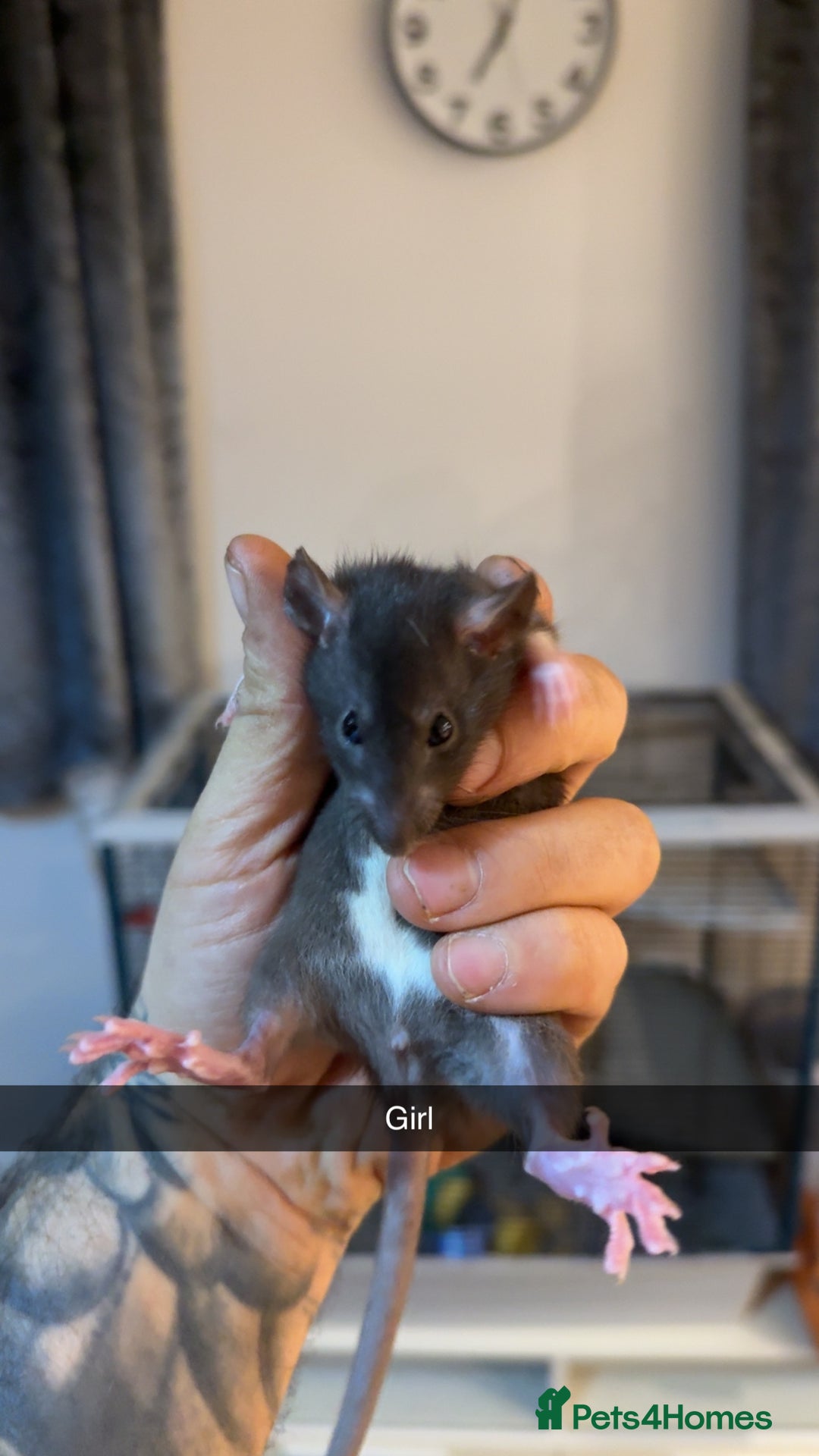 Rat rodents for sale: Rats for sale  - Advert 7