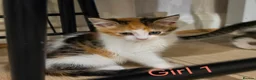 Mixed Breed cats for sale: ​🐾 6 Beautiful Kittens ready to go 💙🩷 - Advert 3