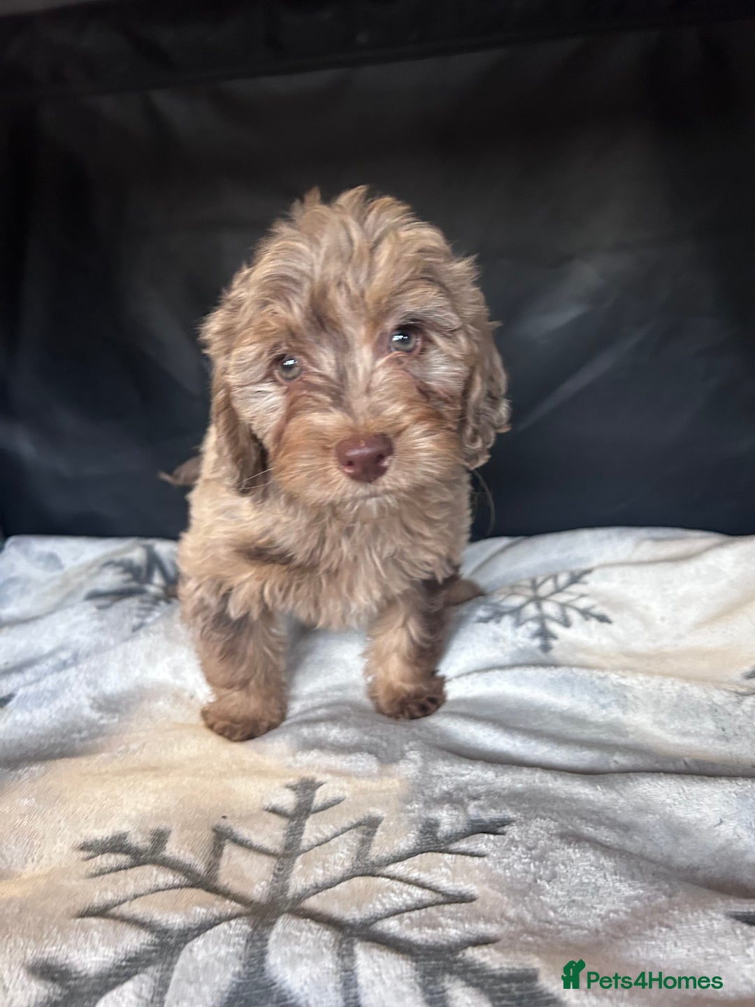 Cockapoo dogs for sale: Cockapoo puppies for sale  - Advert 8