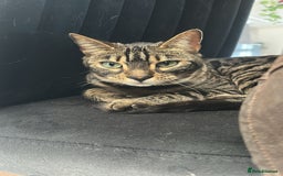 Bengal cats for sale: Merlin, 2 Years, Bengal, neutered - Rehoming - Image 2