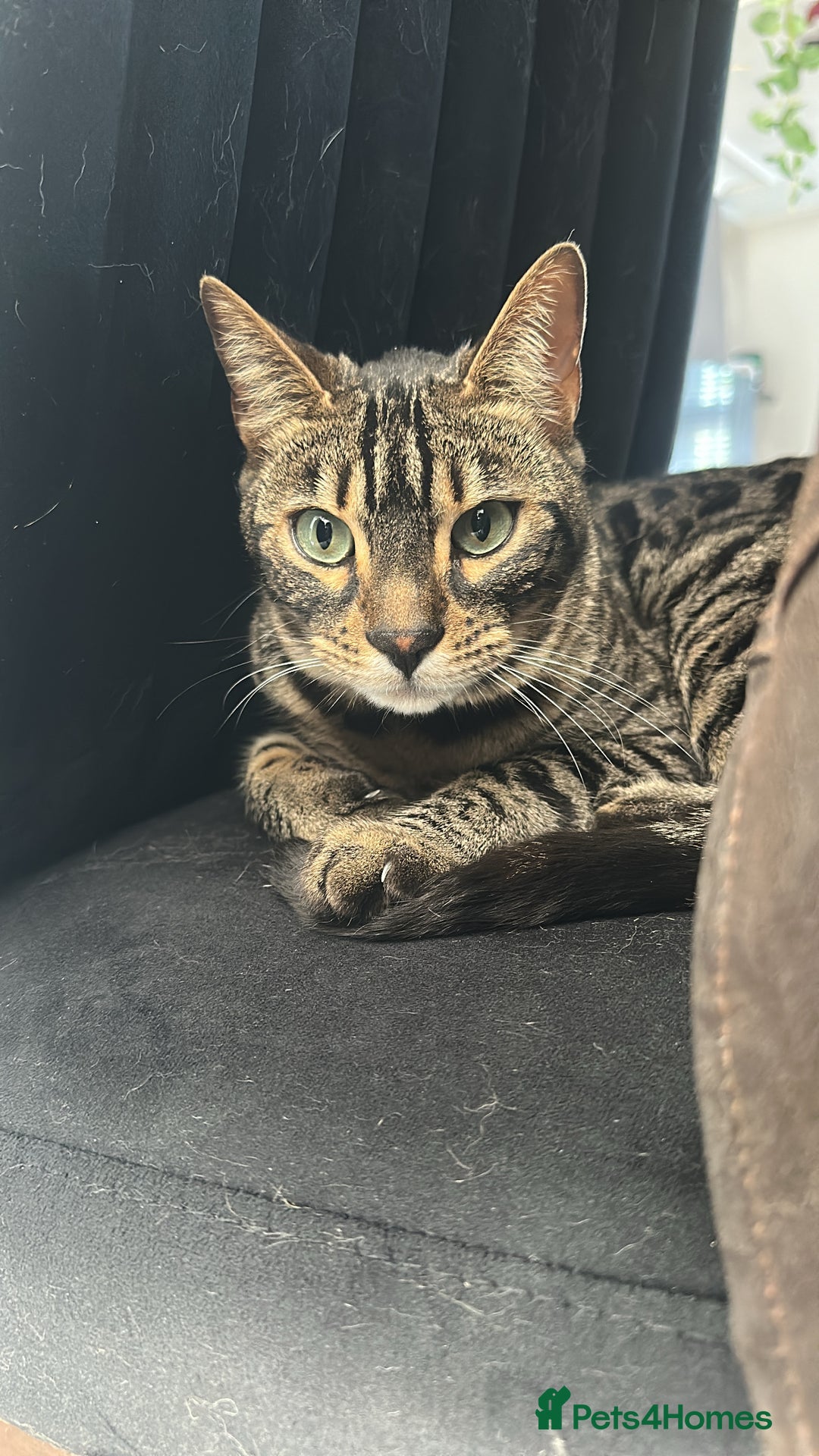 Bengal cats for sale: Merlin, 2 Years, Bengal, neutered - Rehoming - Image 2