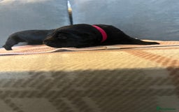 Mixed Breed dogs for sale: 3/4 lab 1/4 collie puppies  in Whitby - Image 11