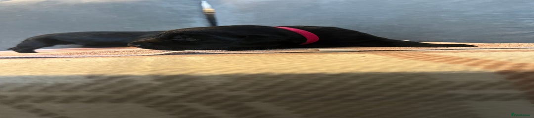 Bright pink collar