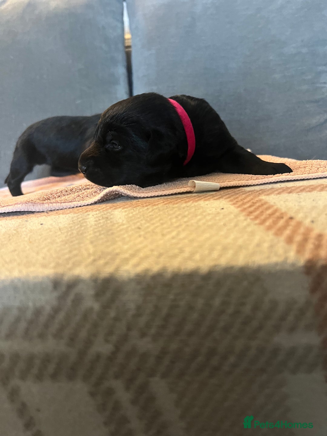 Mixed Breed dogs for sale: 3/4 lab 1/4 collie puppies  in Whitby - Image 11