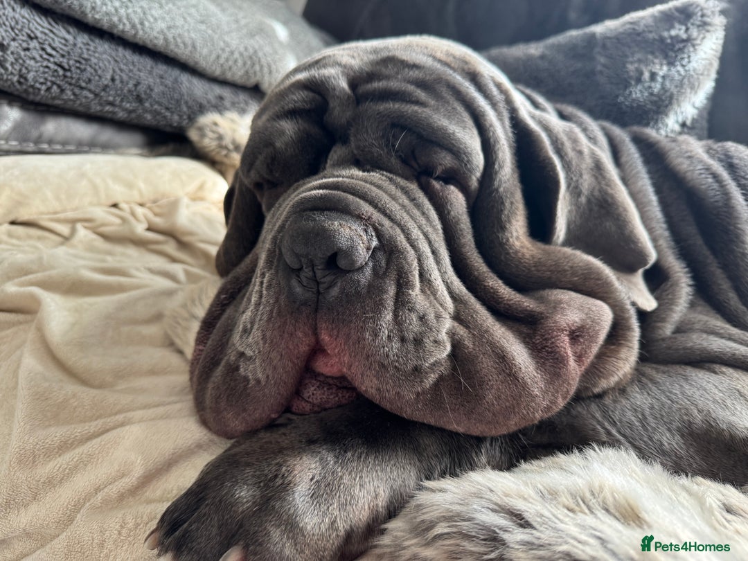 Neapolitan Mastiff dogs for sale: Neapolitan mastiff puppies due 27th September - Image 12