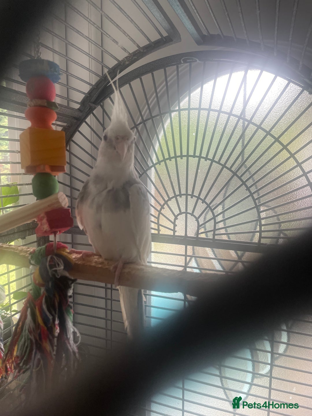 Cockatiels birds for sale: White female cockatiel - Image 4