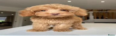 Cockapoo 1