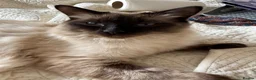 Ragdoll cats for sale: Lynx Ragdoll boys  - Advert 10