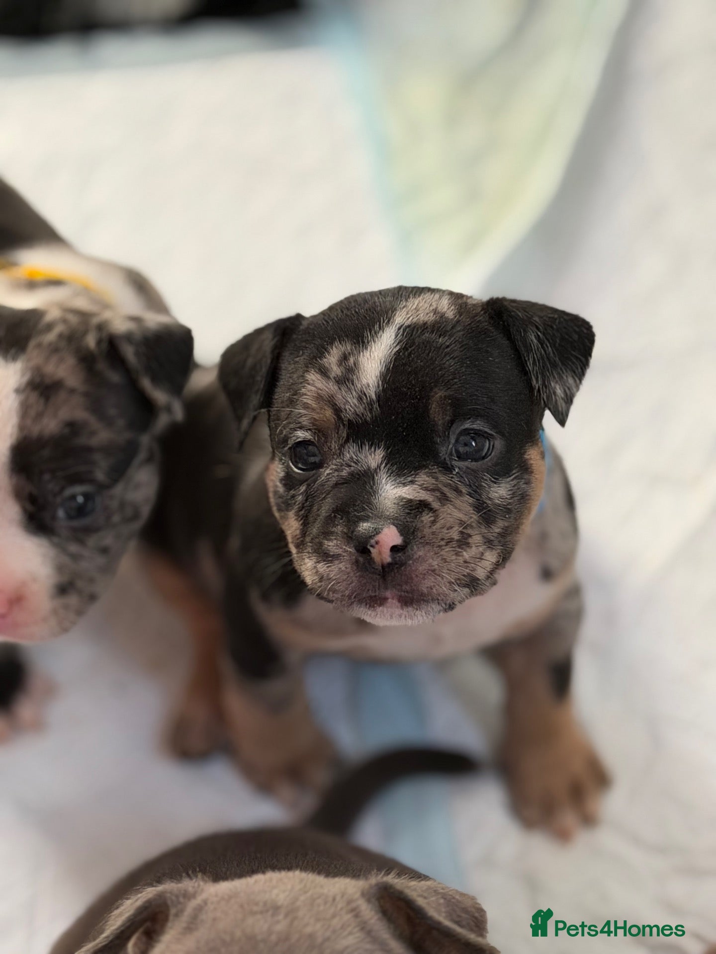 American Bully dogs 9 beautiful pocket bullies, ABKC registered  - Advert 2