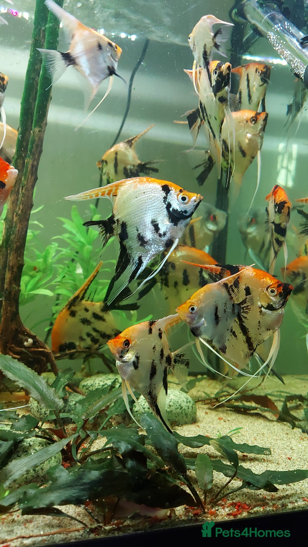 Angelfish fish for sale: Koi & Golden Marble Angelfish - Advert 4