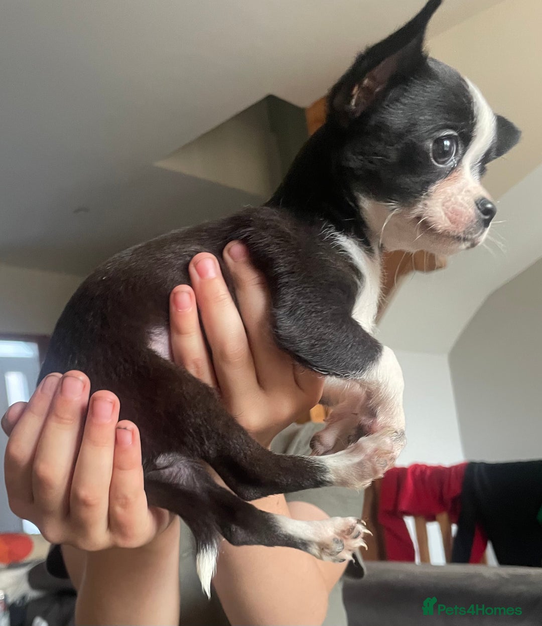 Chihuahua dogs for sale: Chihuahua female puppies - Image 17