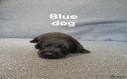 Labrador Retriever dogs for sale: Quality KC registered BLK Labrador Retriever Bitch - Image 9