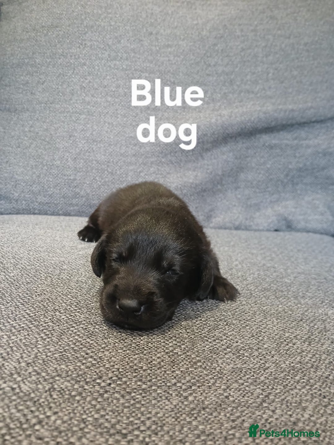 Labrador Retriever dogs for sale: Quality KC registered BLK Labrador Retriever Bitch - Image 9