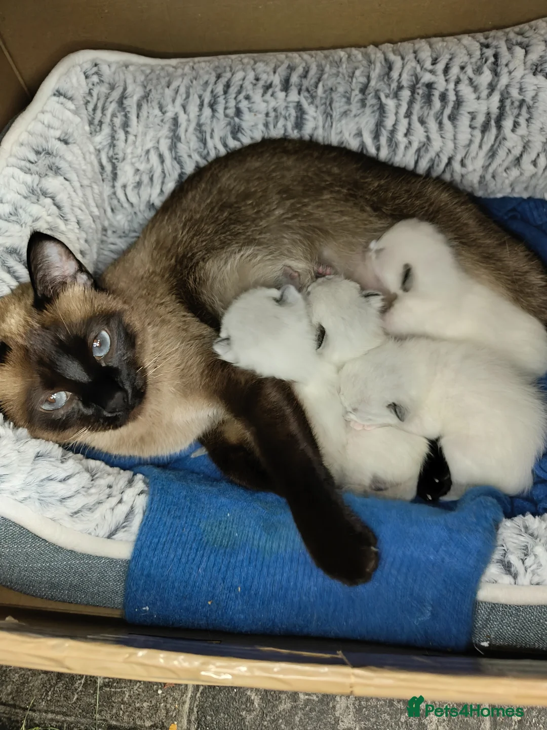 Siamese cats for sale: Crossed Siamese with Ragdol - Advert 17