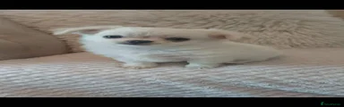 Chihuahua Puppy 2
