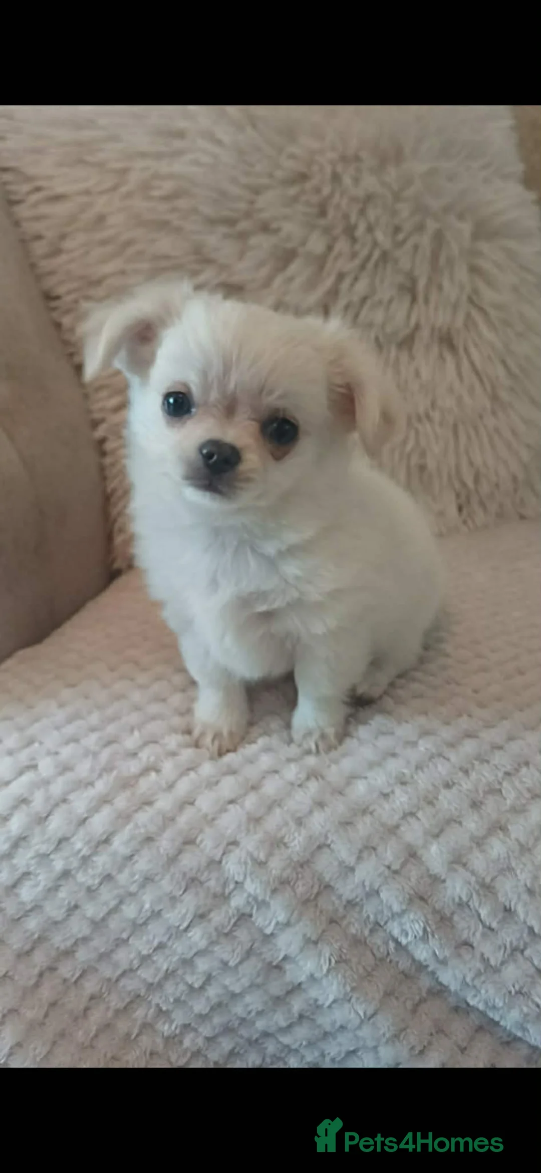 Chihuahua dogs for sale: Super Tiny boy looking for forever home - Advert 5