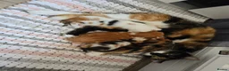 Mixed Breed cats for sale: White ginger and bronze fluffy girl - Advert 20