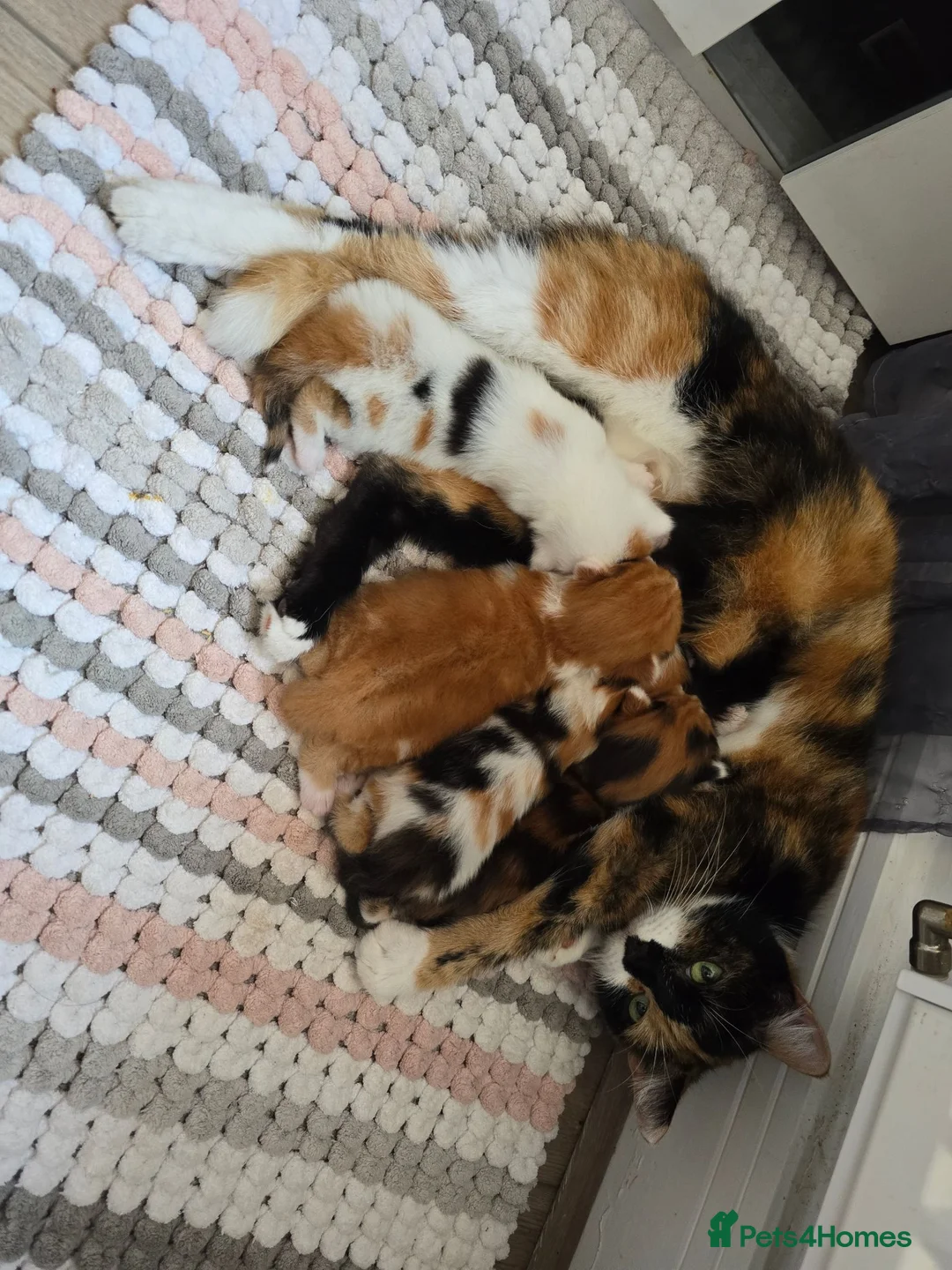 Mixed Breed cats for sale: White ginger and bronze fluffy girl - Advert 20