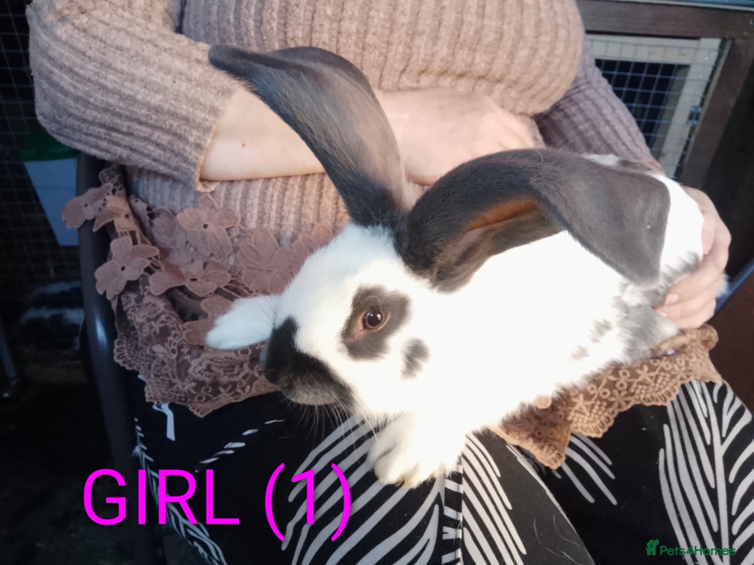 Giant Papillon rabbits for sale: Giant Papillon babies - Image 7