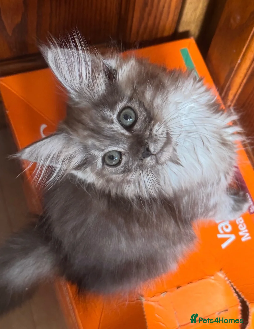 Ragcoon cats for sale: Cuteness Overload Incoming! Adorable Ragcoon Kitts - Advert 2