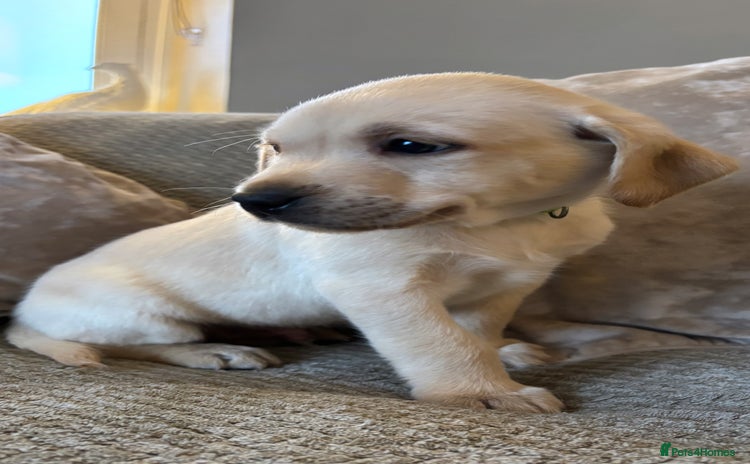 Labrador Retriever dogs Stunning Labrador KC Reg Pretty Perfect Puppies  - Advert 15