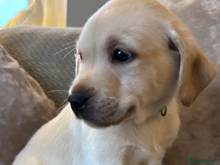 Labrador Retriever dogs Stunning Labrador KC Reg Pretty Perfect Puppies - Advert 18