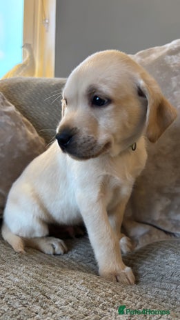 Labrador Retriever dogs Stunning Labrador KC Reg Pretty Perfect Puppies - Advert 2