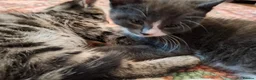 Mixed Breed cats for sale: Gorgeous grey/black tabby & grey girl kittens - Advert 6