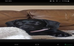 Mixed Breed dogs for sale: Labrador x dachshund  - Image 2