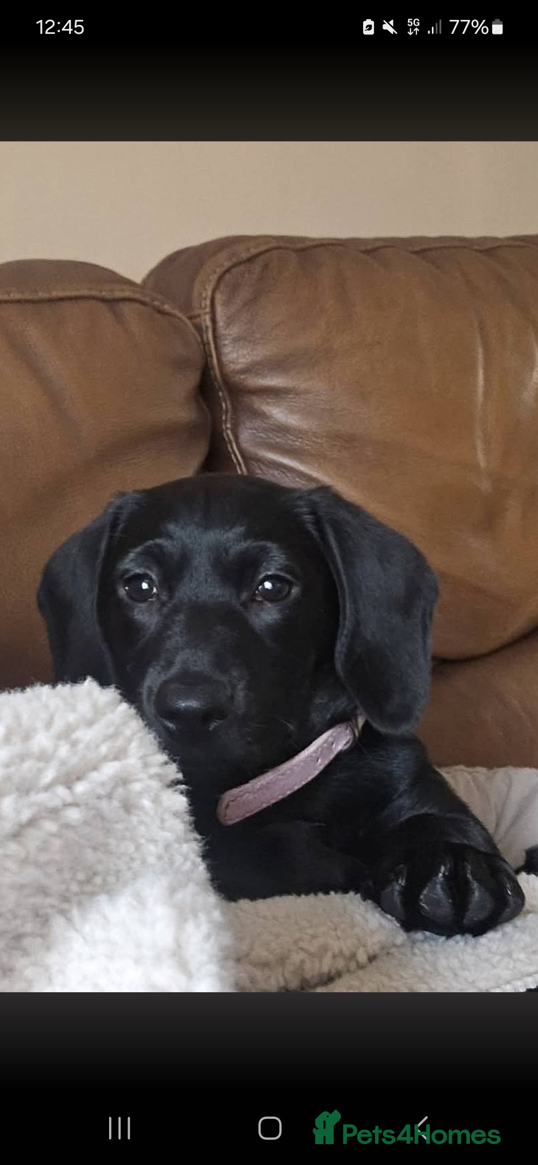 Mixed Breed dogs for sale: Labrador x dachshund  - Image 2