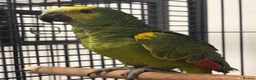 Parrots birds for sale: Hand Reared Baby Blue Fronted Amazons  - Advert 3