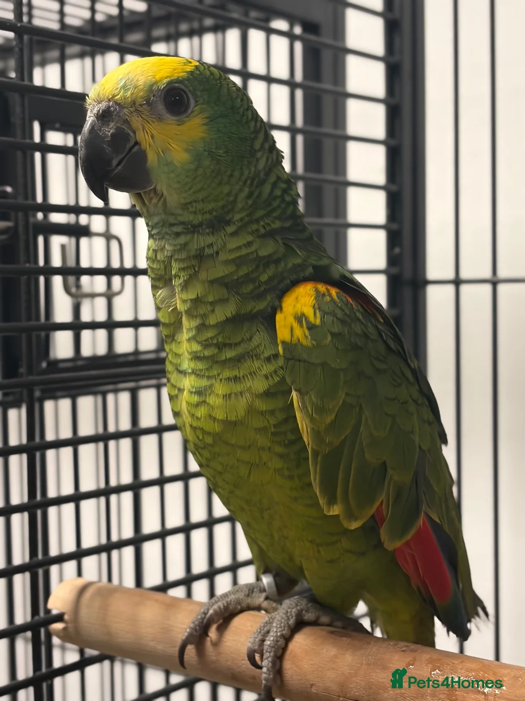 Parrots birds for sale: Hand Reared Baby Blue Fronted Amazons  - Advert 3