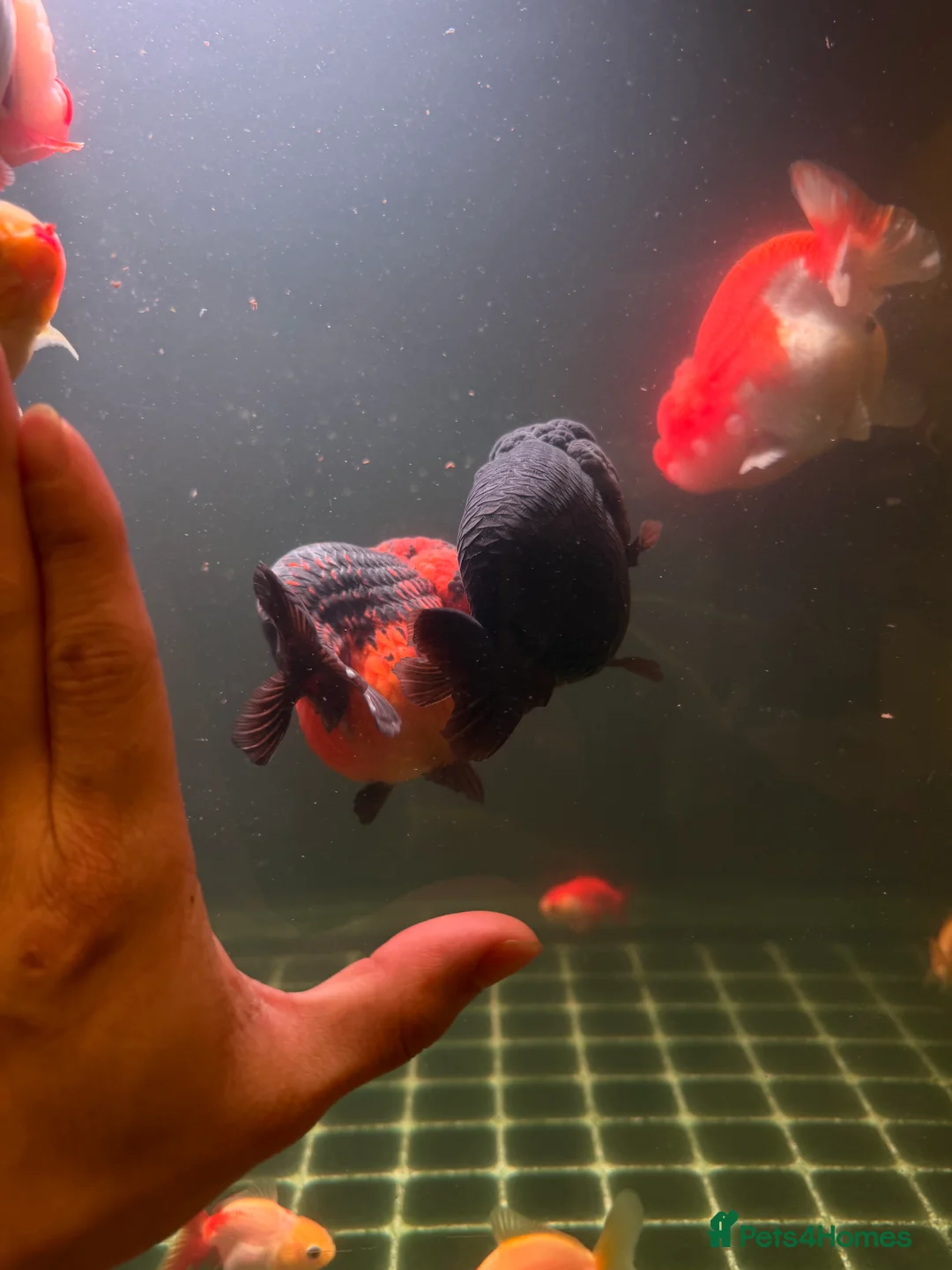 Fancy Goldfish fish for sale: PREMIUM INDO-IMPORTED RANCHU & ORANDA COLLECTION  in Amersham - Advert 5