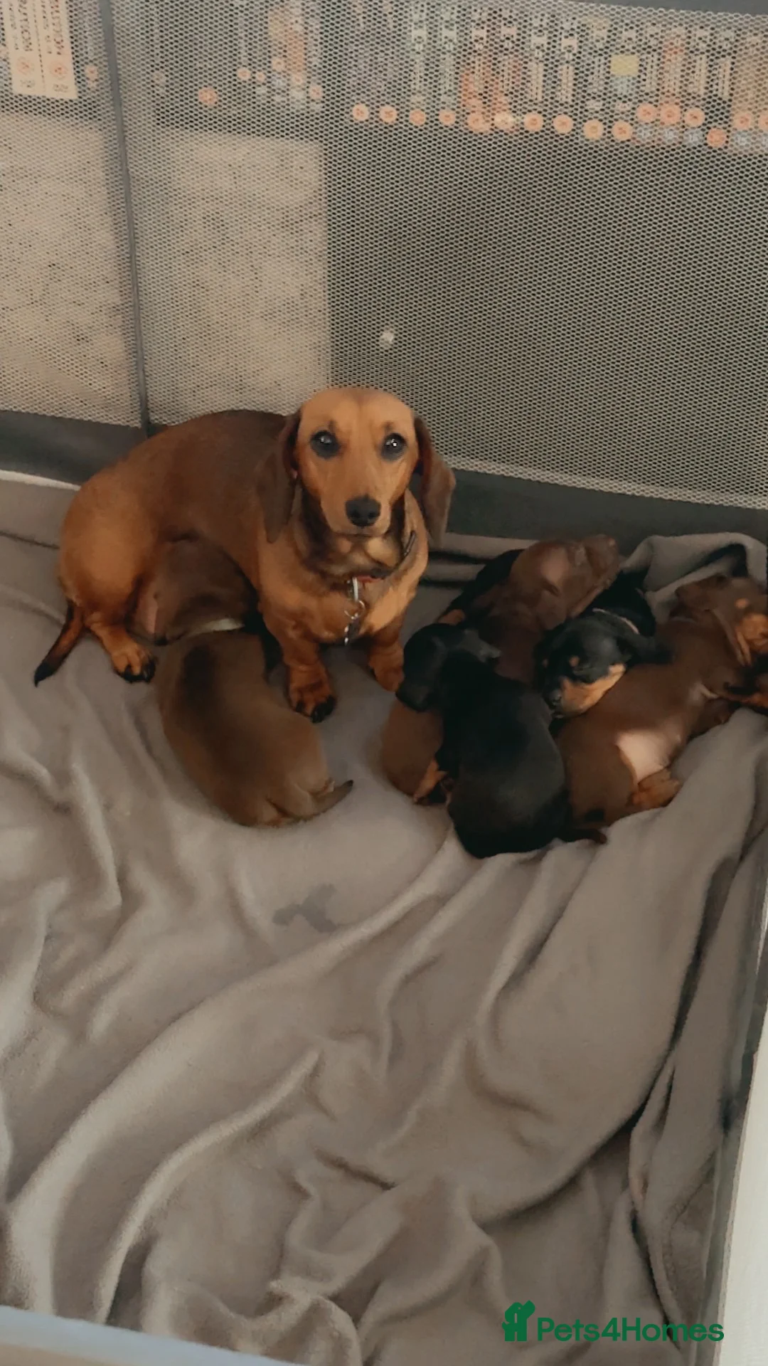 Miniature Dachshund dogs for sale: Smooth haired mini dachshunds  - Advert 1